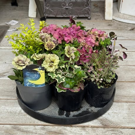 花友受賞＆プレゼント付き】シックなペチュニア寄せ植え※寄せ植え