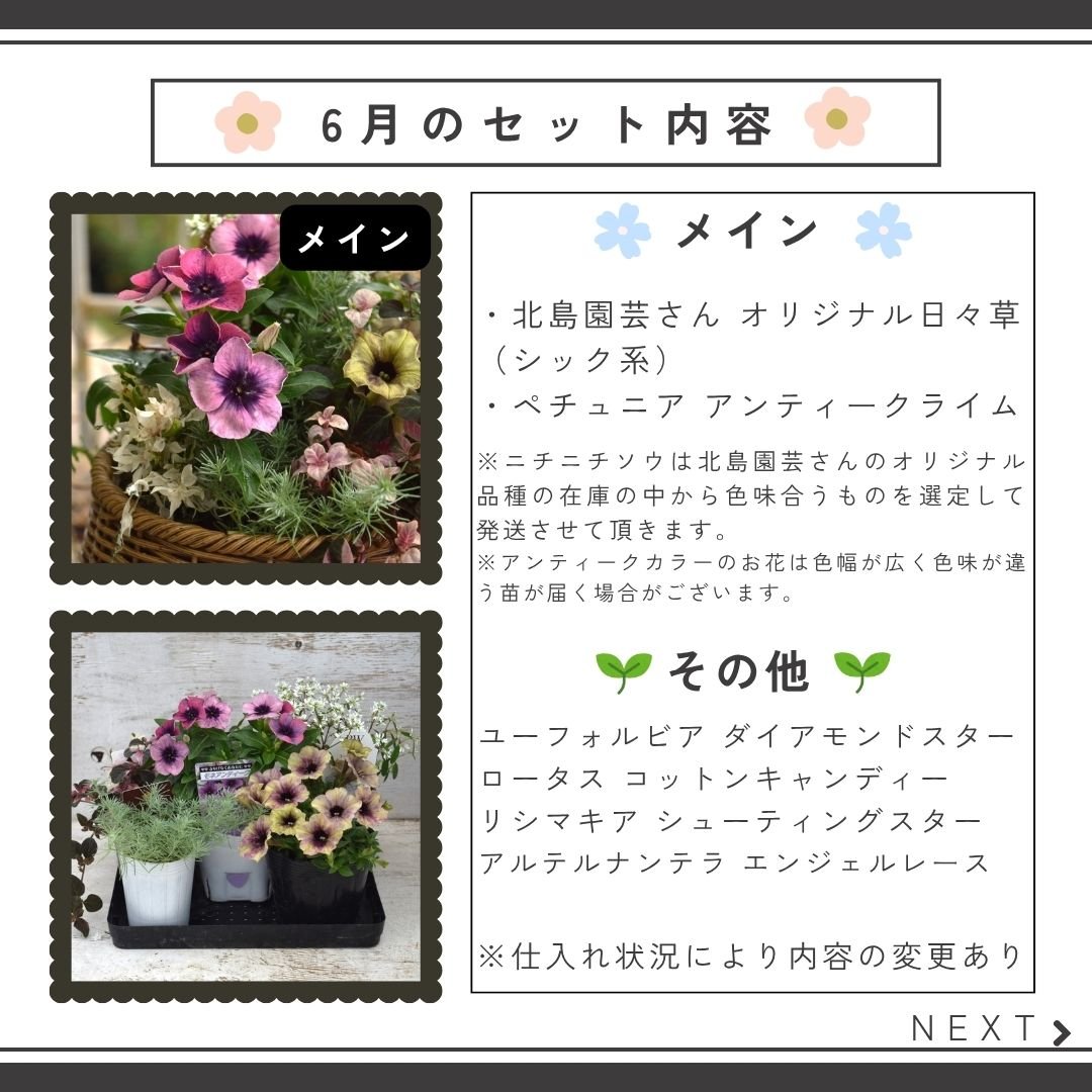 お花のプチフル定期便 「寄せ植えセット」 | プチフルール ネットショップ 参考 花モチーフ セットはお値引き