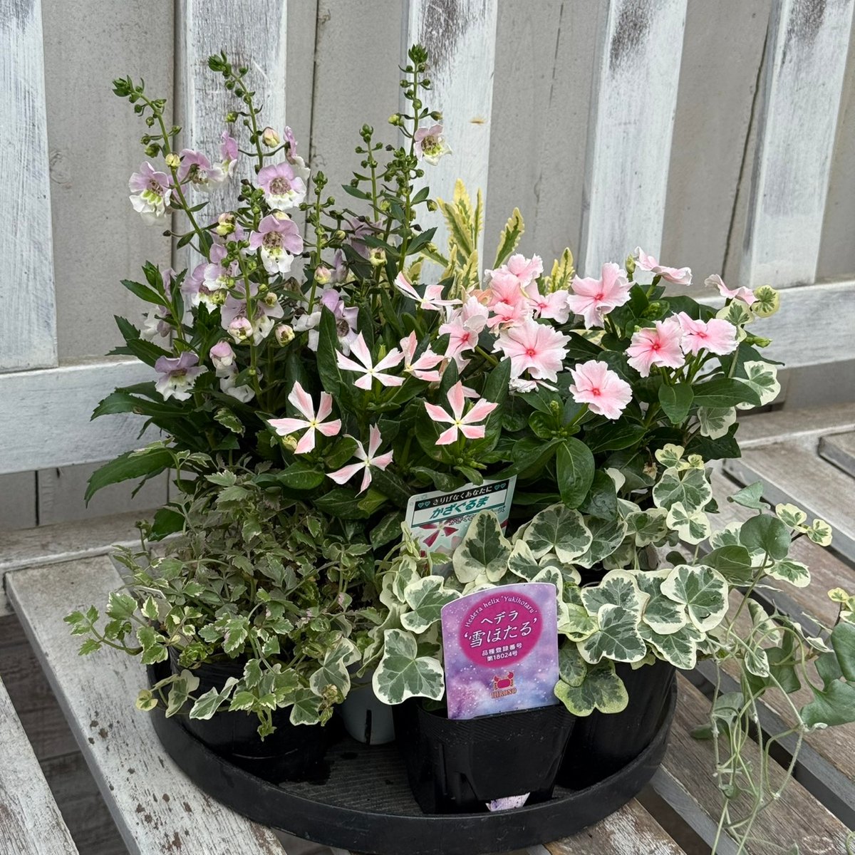 アプリコットcolor」のニチニチソウ寄せ植え※寄せ植えセット | プチ