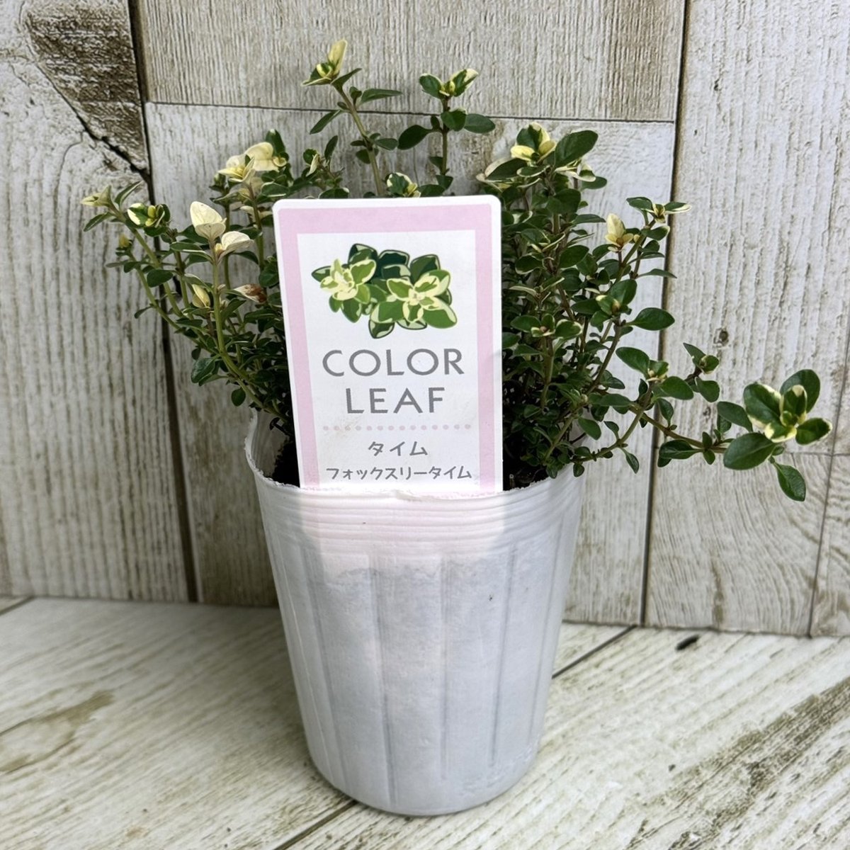 フォックスリータイム　１ポット フォックスリータイム | プチフルール ネットショップ