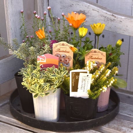 CATEGORY 寄せ植えセット | プチフルール ネットショップ