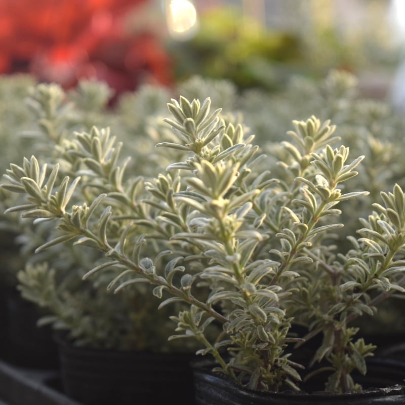 ウエストリンギア ポリゴンポット植え替え品/ 680 ウエストリンギア