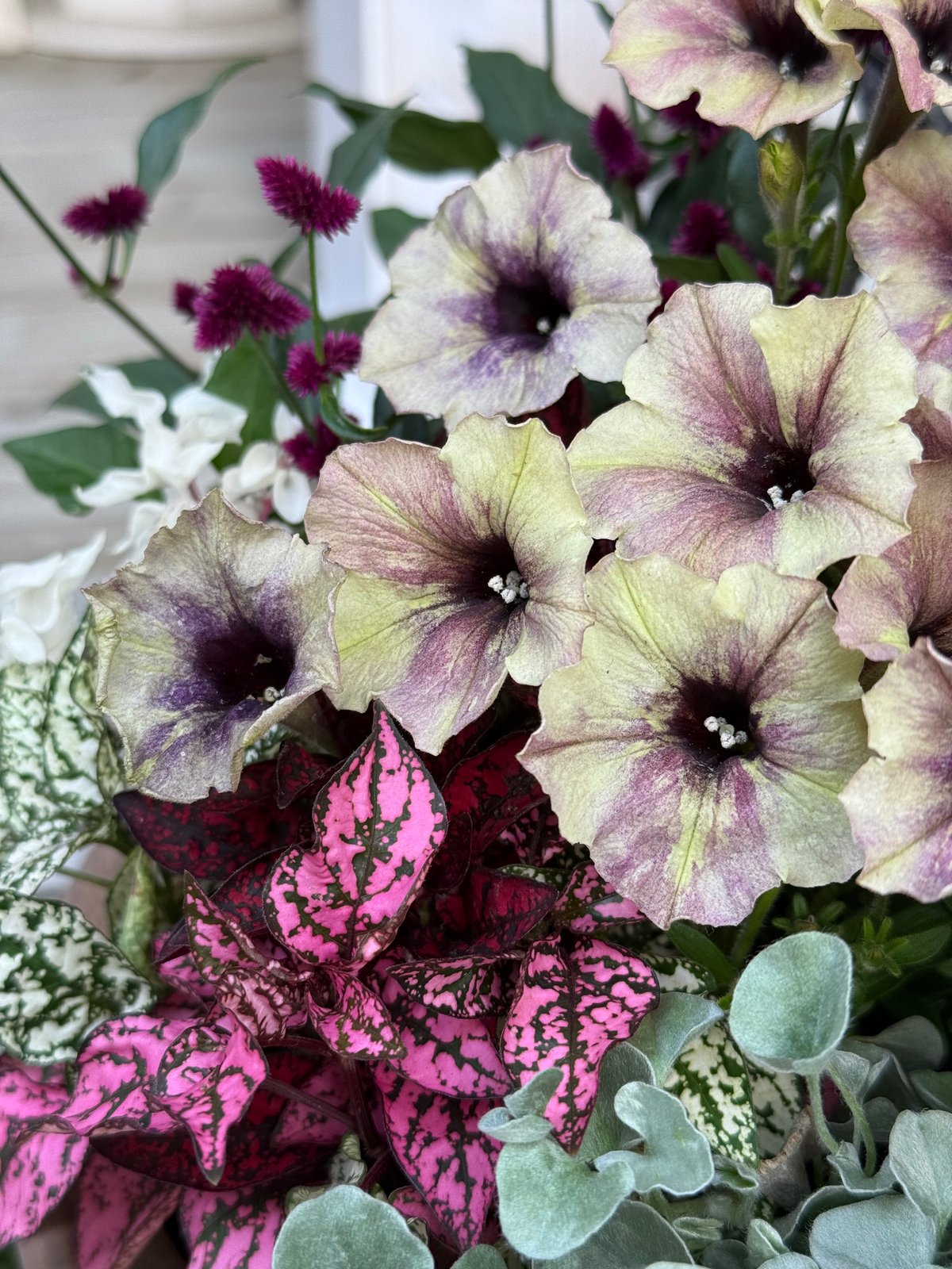 週末値下げ！ヨーロピアン　額　イタリア　花 アンティークペチュニア寄せ植え※寄せ植え完成品 | プチフルール