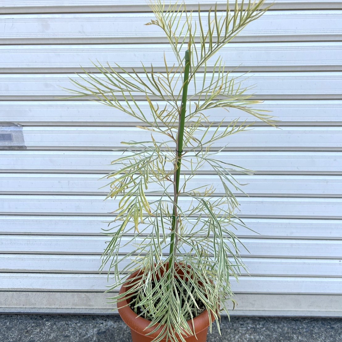 激レア】グレビレア ハニーワンダー | プチフルール ネットショップ