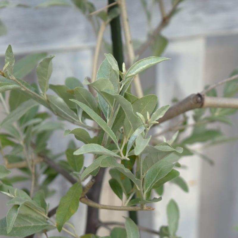 ❈ ロシアンオリーブ フレッシュ ❈ ロシアンオリーブ | プチフルール ネットショップ