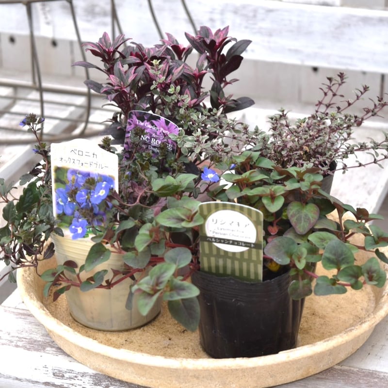 寄せ植えの相棒！リーフセットⅡ】シックな寄せ植えを作れるカラー