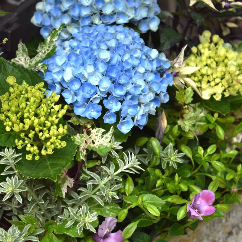 1点限定！【登録者2万人記念】ショウイチオシ紫陽花寄せ植え※寄せ植え