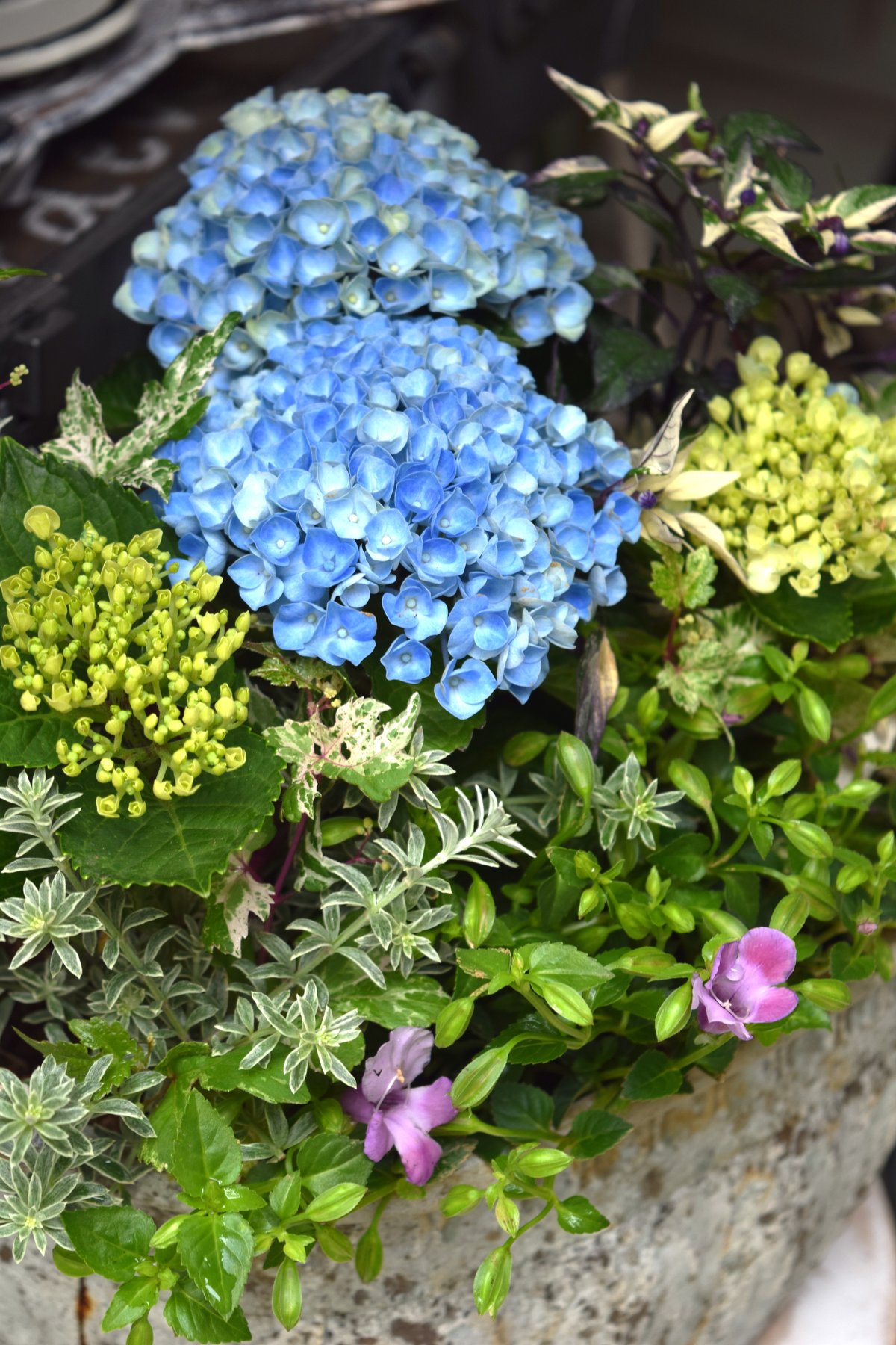 1点限定！【登録者2万人記念】ショウイチオシ紫陽花寄せ植え※寄せ植え