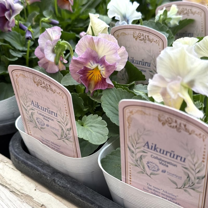 桐生ふぁ～むさん×花日和さん】ビオラ「アイクルール」 | プチフルール