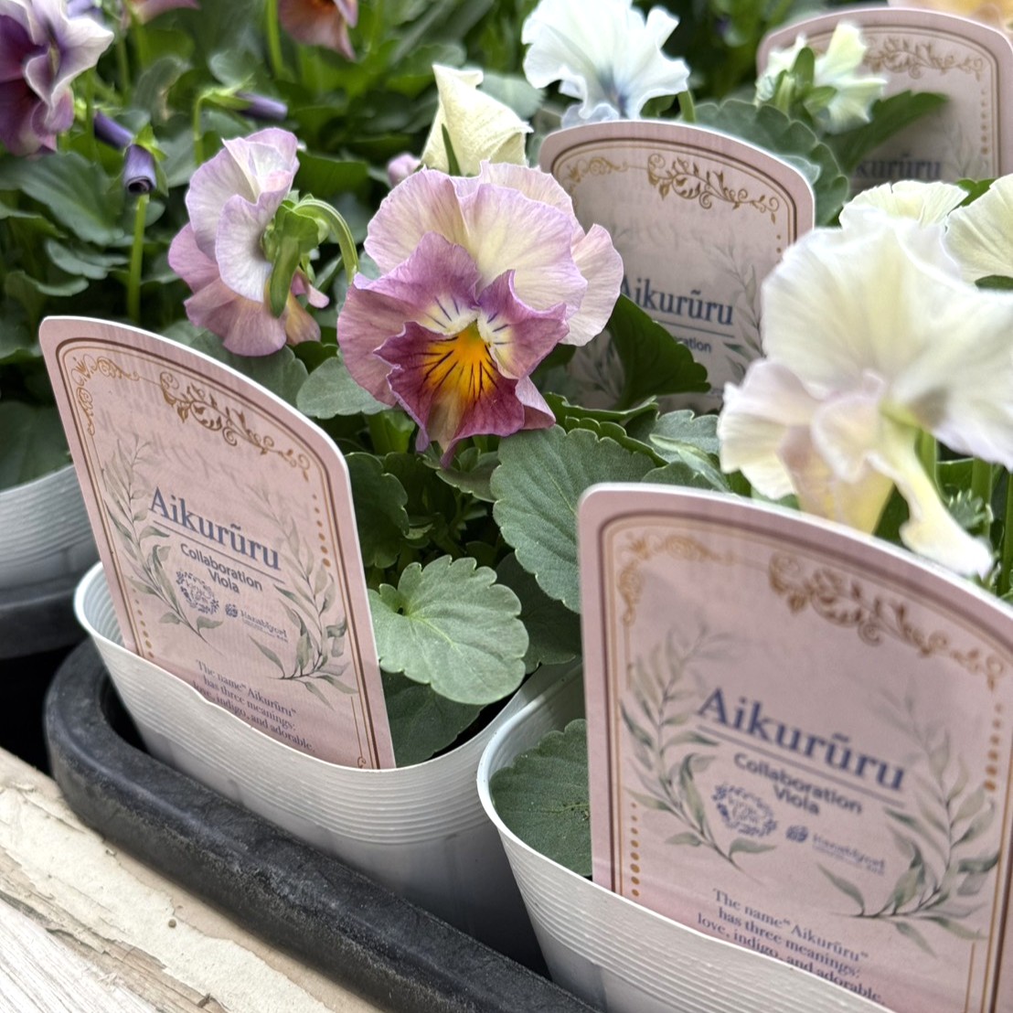 桐生ふぁ～むさん×花日和さん】ビオラ「アイクルール」 | プチフルール