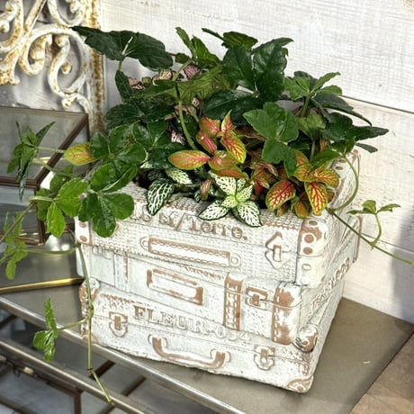 CATEGORY 寄せ植え | プチフルール ネットショップ