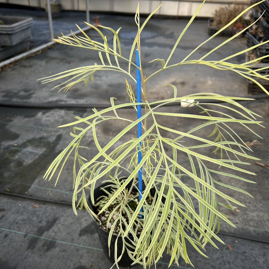 激レア】グレビレア ハニーワンダー | プチフルール ネットショップ