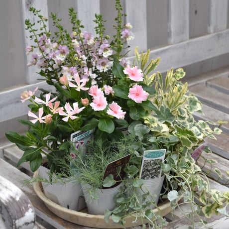 CATEGORY 寄せ植えセット | プチフルール ネットショップ