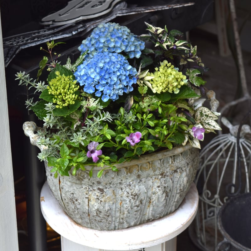 登録者2万人記念】おしゃれ鉢付き ショウイチオシ紫陽花寄せ植え※寄せ