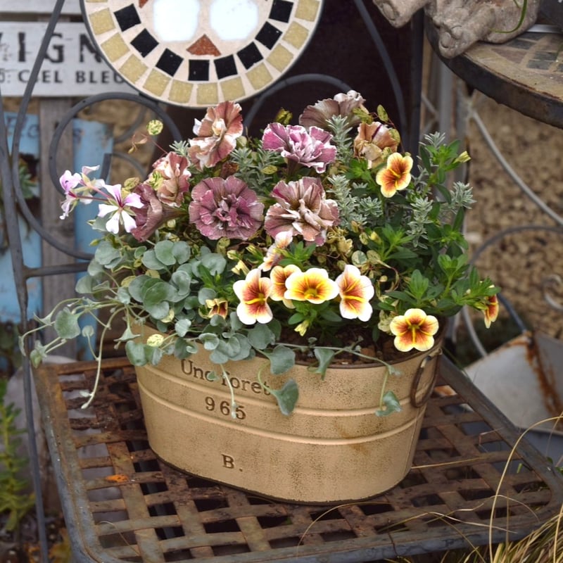 寄せ植えの相棒！リーフセットⅣ】花友完売！シックなカラーリーフ
