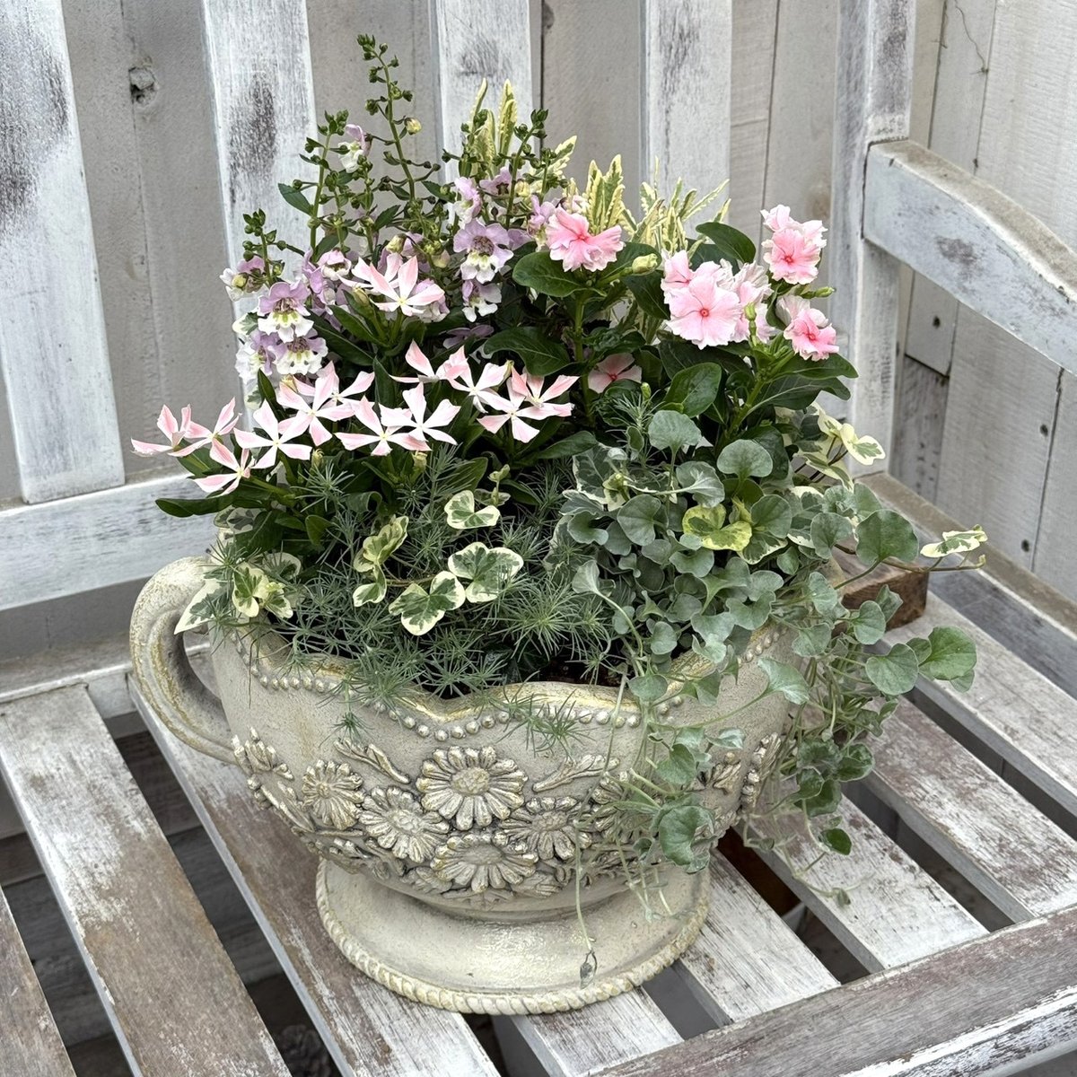 アプリコットcolor」のニチニチソウ寄せ植え※寄せ植えセット | プチ