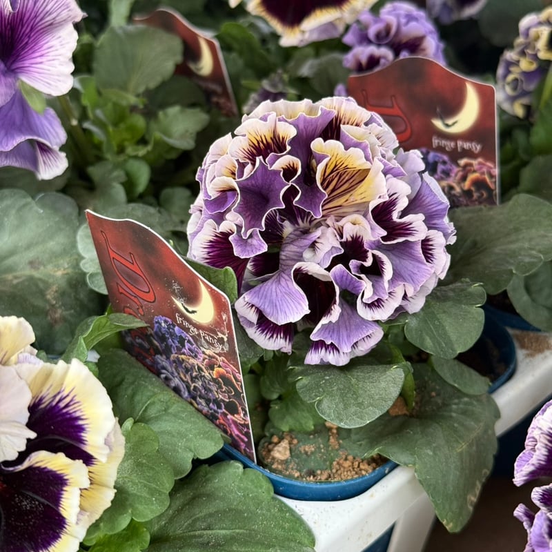 サトウ園芸　パンジードラキュラ　パンジーユニヴェール　2苗セット　希少 色を選べないからお買得☆お任せ2株セット♪サトウ園芸さんのパンジー