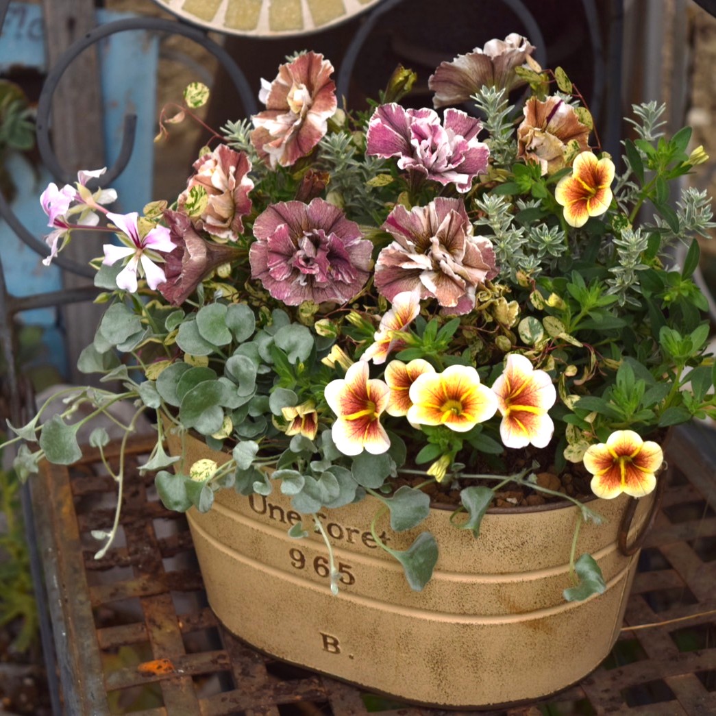 寄せ植えの相棒！リーフセットⅣ】花友完売！シックなカラーリーフ