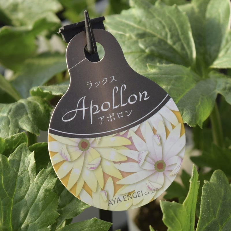 注目新品種】ラナンキュラス ラックス「アポロン」 | プチフルール