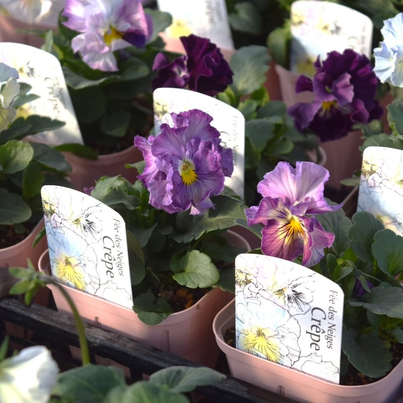 桂楓園さん】パンジー「フェデネージュ クレープ」 | プチフルール