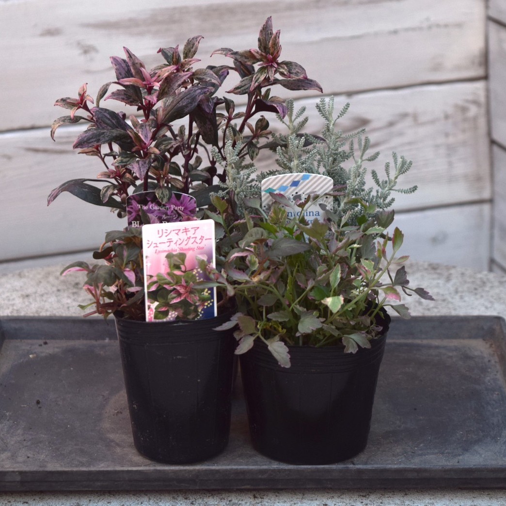 寄せ植えの相棒！リーフセットⅡ】シックな寄せ植えを作れるカラー