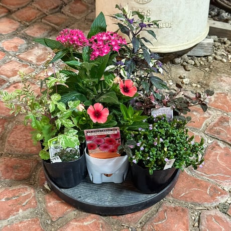 CATEGORY 寄せ植えセット | プチフルール ネットショップ