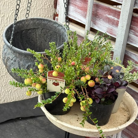 CATEGORY 寄せ植えセット | プチフルール ネットショップ