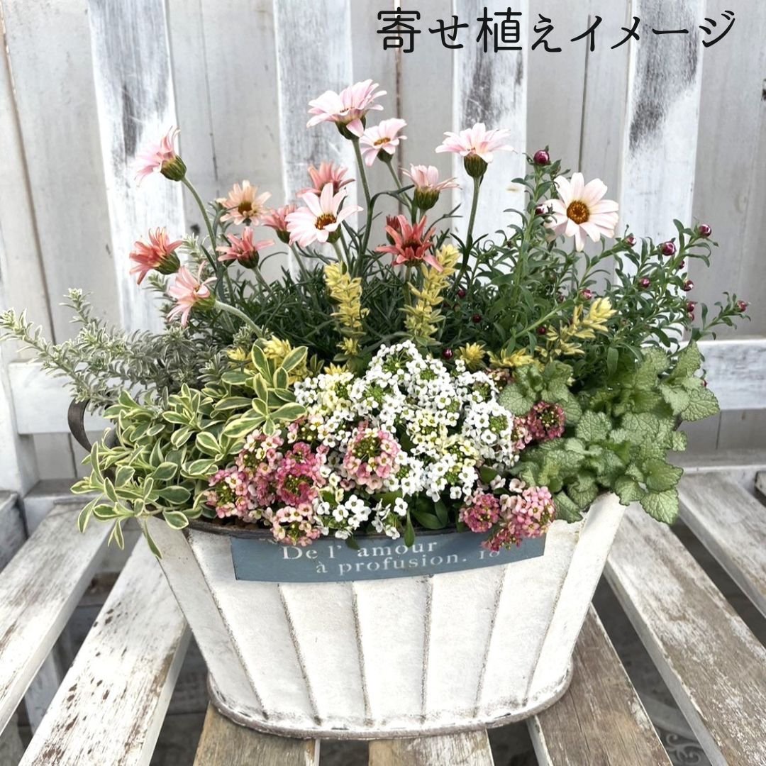 の*様 ウエストリンギア ポリゴンポット植え替え品/ 680 ウエストリン