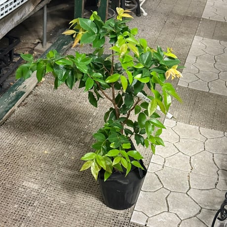 シャボチカバ 自家製苗