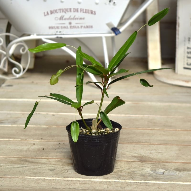 クロトン ホーム＆キッチン 珍しいクロトン・トビバ南国観葉植物高さ85