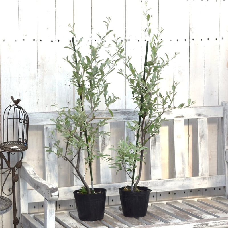 ロシアンオリーブ | プチフルール ネットショップ