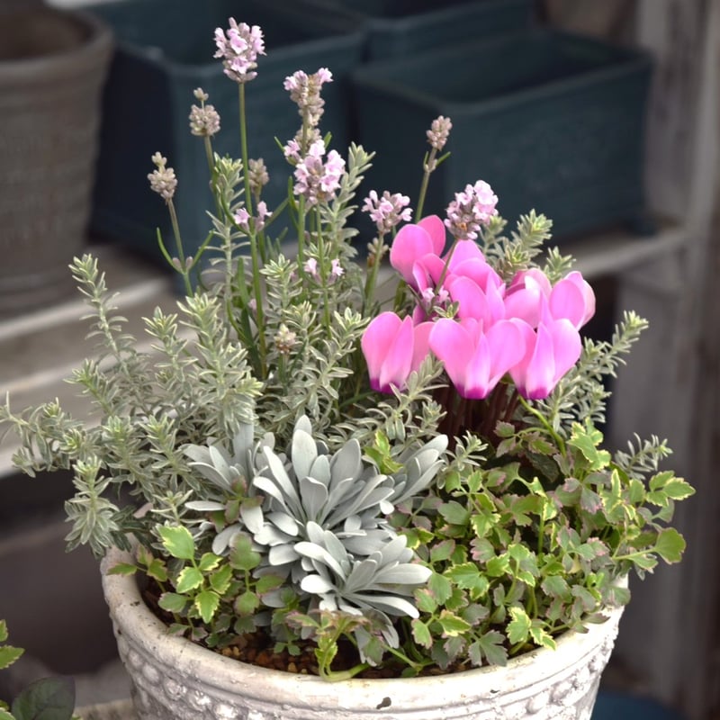 販売開始【お問い合わせページ】シクラメン　各色　ガーデンシクラメン ショウイチオシ 】「シクラメン×ラベンダー」のピンク寄せ植え※寄せ