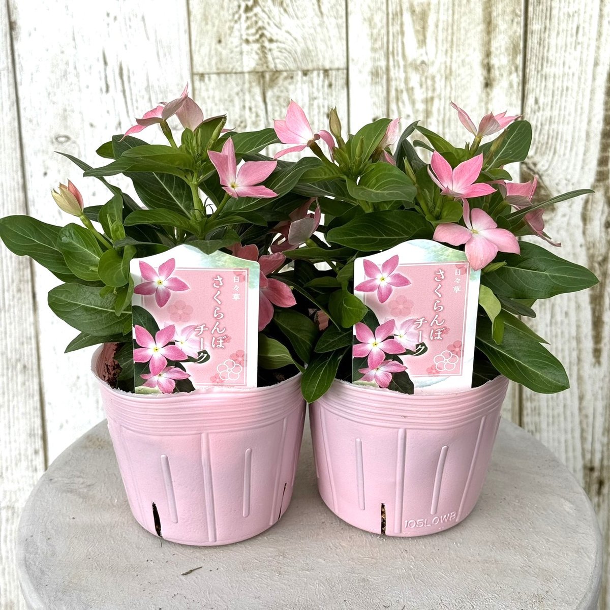 フランソワ・ディザルニ作 『ブーケとさくらんぼ』 【公式通販】