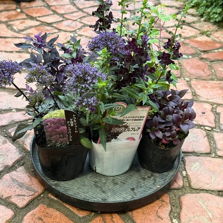 CATEGORY 寄せ植えセット | プチフルール ネットショップ