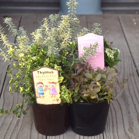 CATEGORY 鉢花・花苗・リーフ | プチフルール ネットショップ