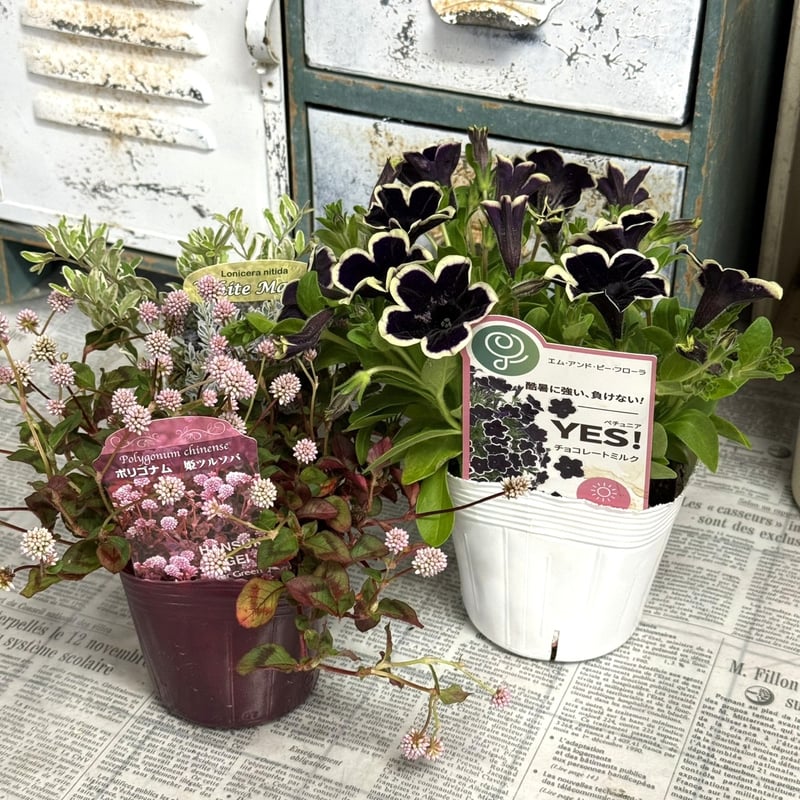 シックでおしゃれ！「3ポット寄せ植え」※寄せ植えセット | プチ