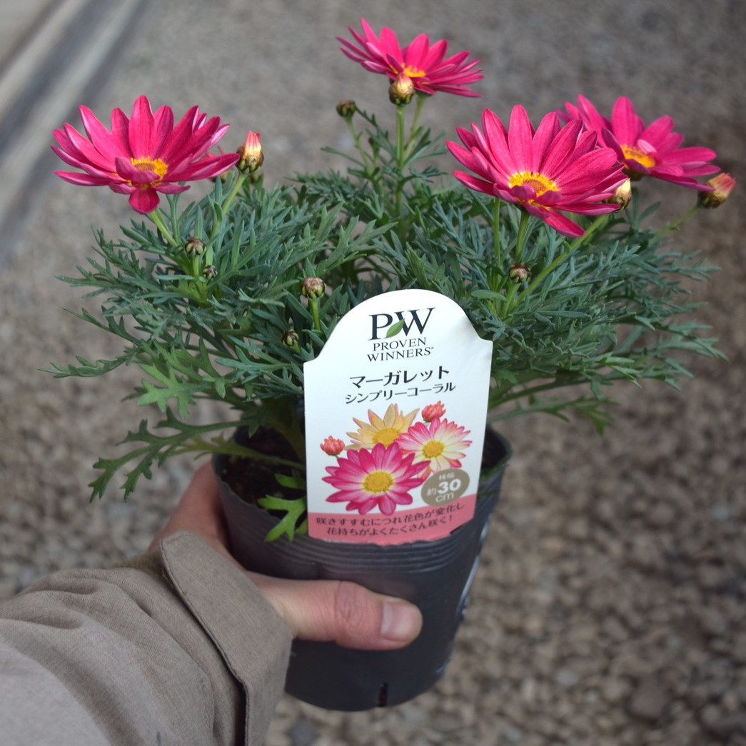 マーガレット「シンプリーコーラル」 | プチフルール ネットショップ