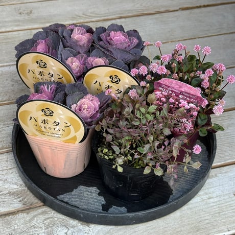 CATEGORY 寄せ植えセット | プチフルール ネットショップ
