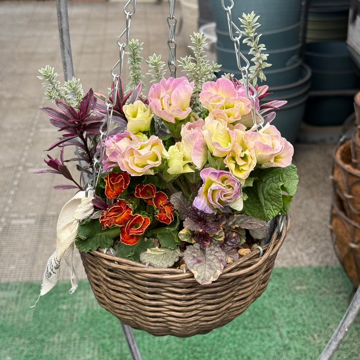 お値引品】ビオラとジュリアンのマルチな寄せ植え お値引品】ビオラと