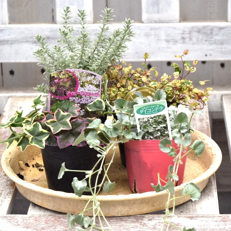 寄せ植えの相棒！リーフセットⅣ】花友完売！シックなカラーリーフ