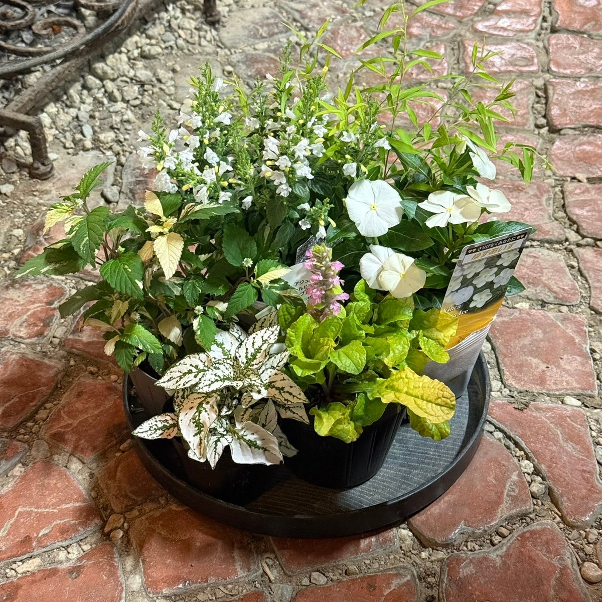 爽やかホワイトカラー寄せ植え※寄せ植えセット | プチフルール ネット