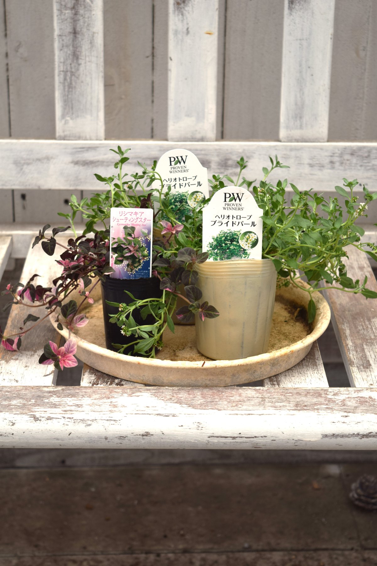 ヘリオトロープ」ハンギングセット※寄せ植えセット | プチフルール