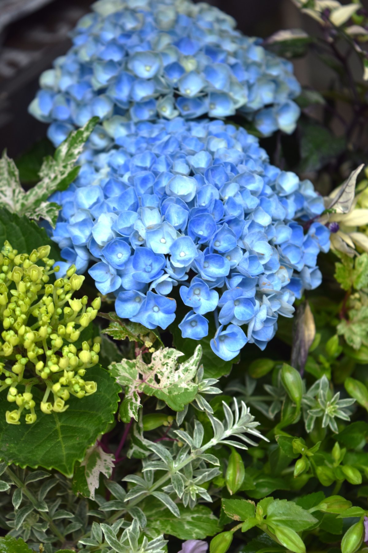 紫陽花　買い控え中様★専用商品★ 登録者2万人記念】おしゃれ鉢付き ショウイチオシ紫陽花寄せ植え※寄せ