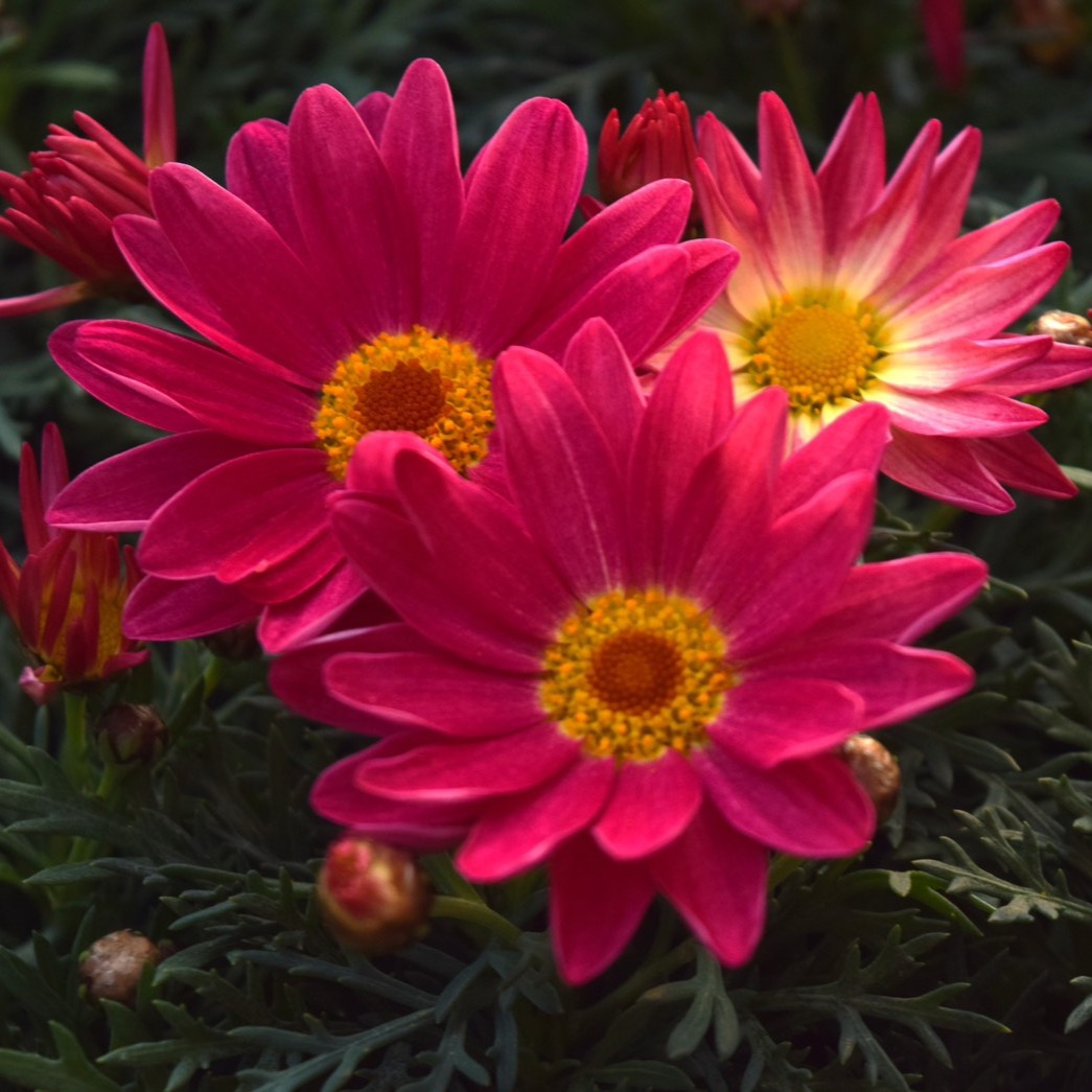 マーガレット「シンプリーコーラル」 | プチフルール ネットショップ