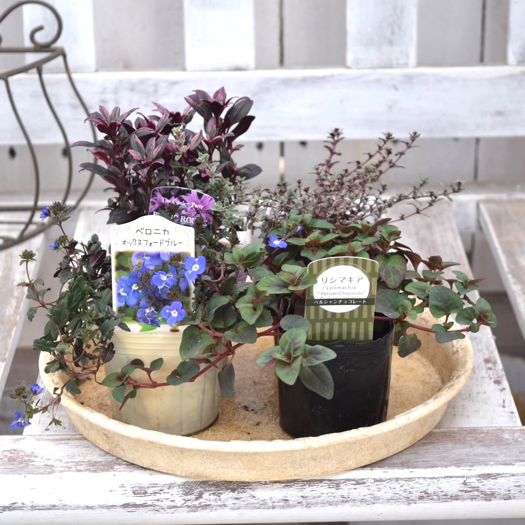 アセビ 寄植え 2セット アセビ様専用 寄植え 2セット 【公式通販】