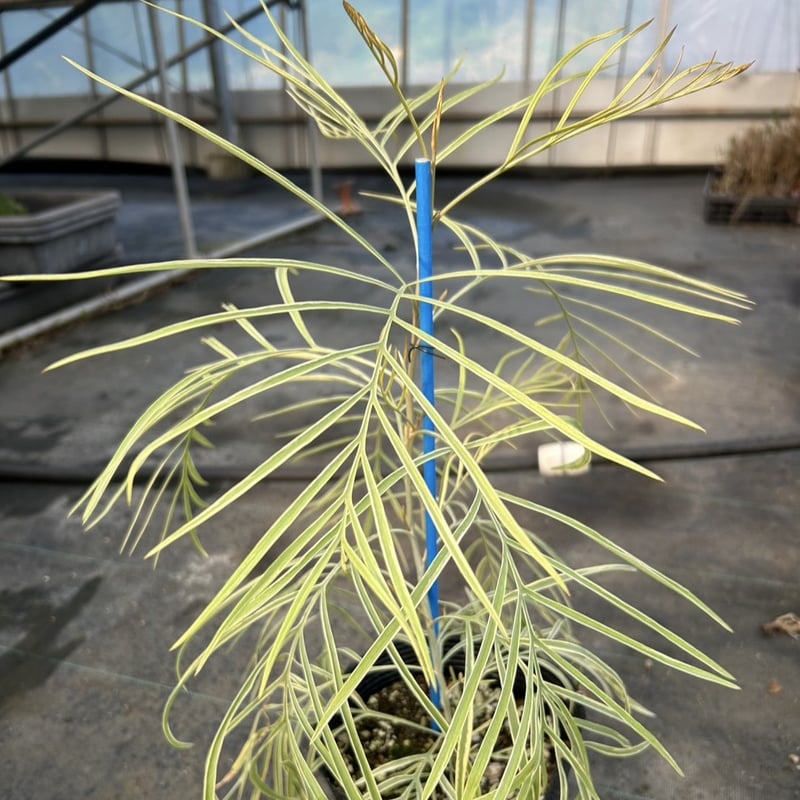 激レア】グレビレア ハニーワンダー | プチフルール ネットショップ