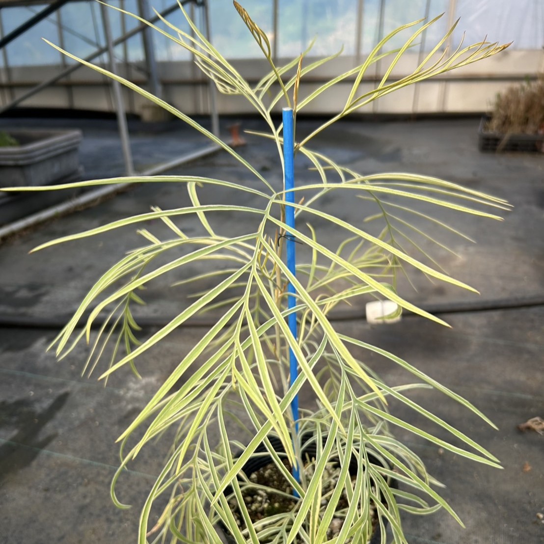 激レア】グレビレア ハニーワンダー | プチフルール ネットショップ