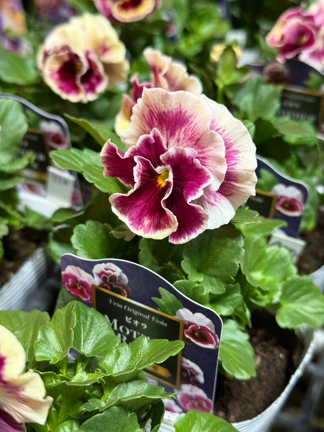 fit=scale-down,w=1200