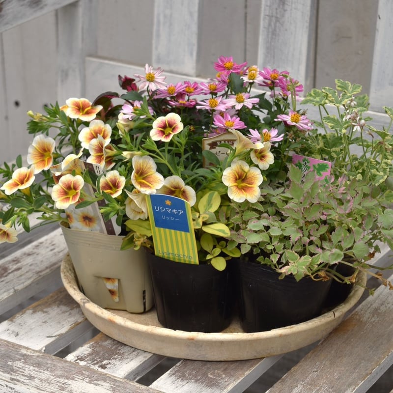 ショウイチオシ！」カプチーノのナチュラル寄せ植え※寄せ植えセット