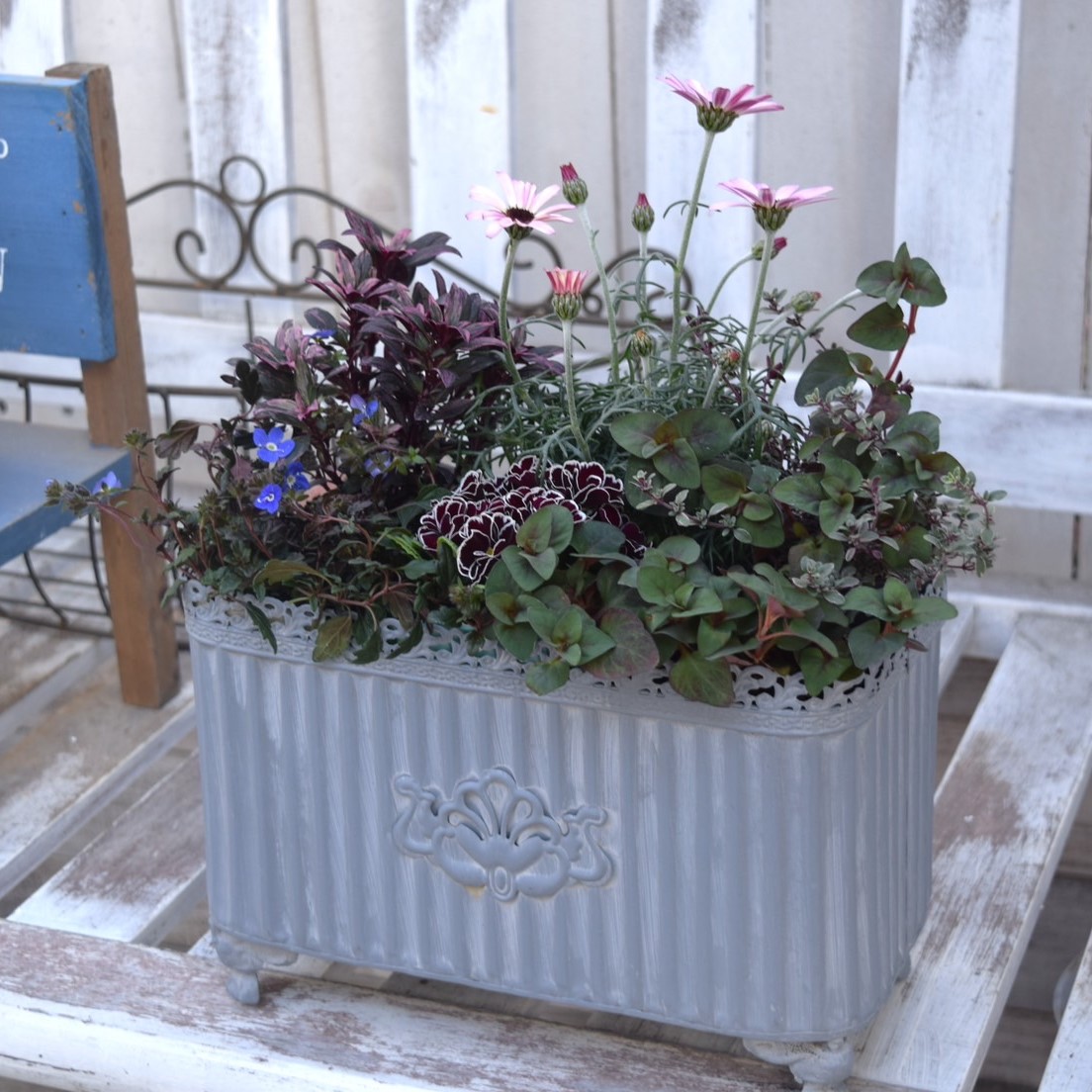 寄せ植えの相棒！リーフセットⅡ】シックな寄せ植えを作れるカラー